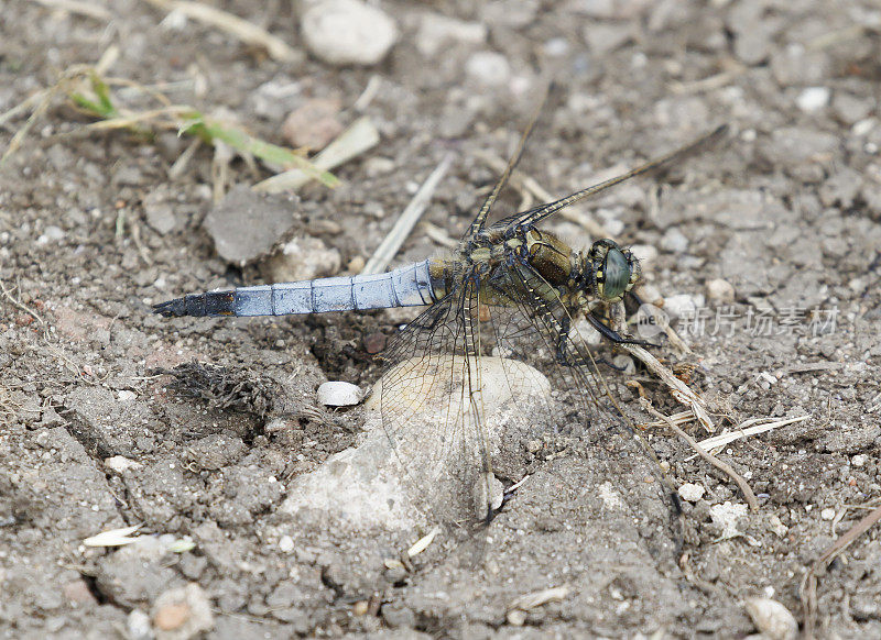 黑尾蜻蜓(Orthetrum cancellatum)雄性